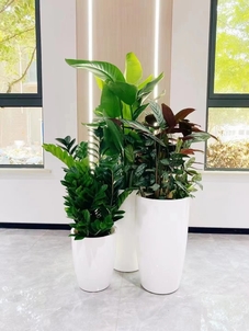 惊爆！前湾绿化养护方案，开启绿色生态新篇章！